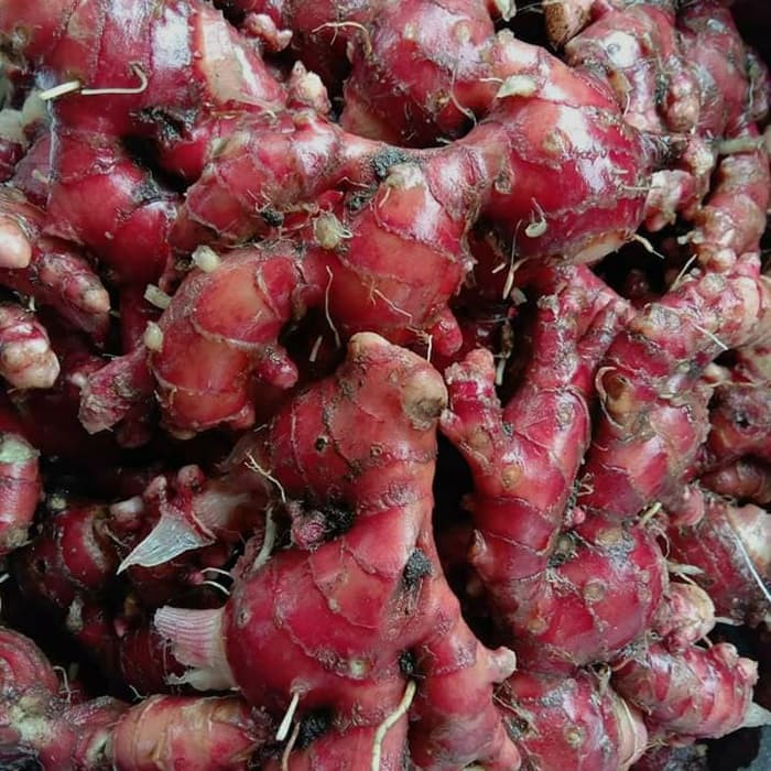 JAHE MERAH SEGAR 1 KG