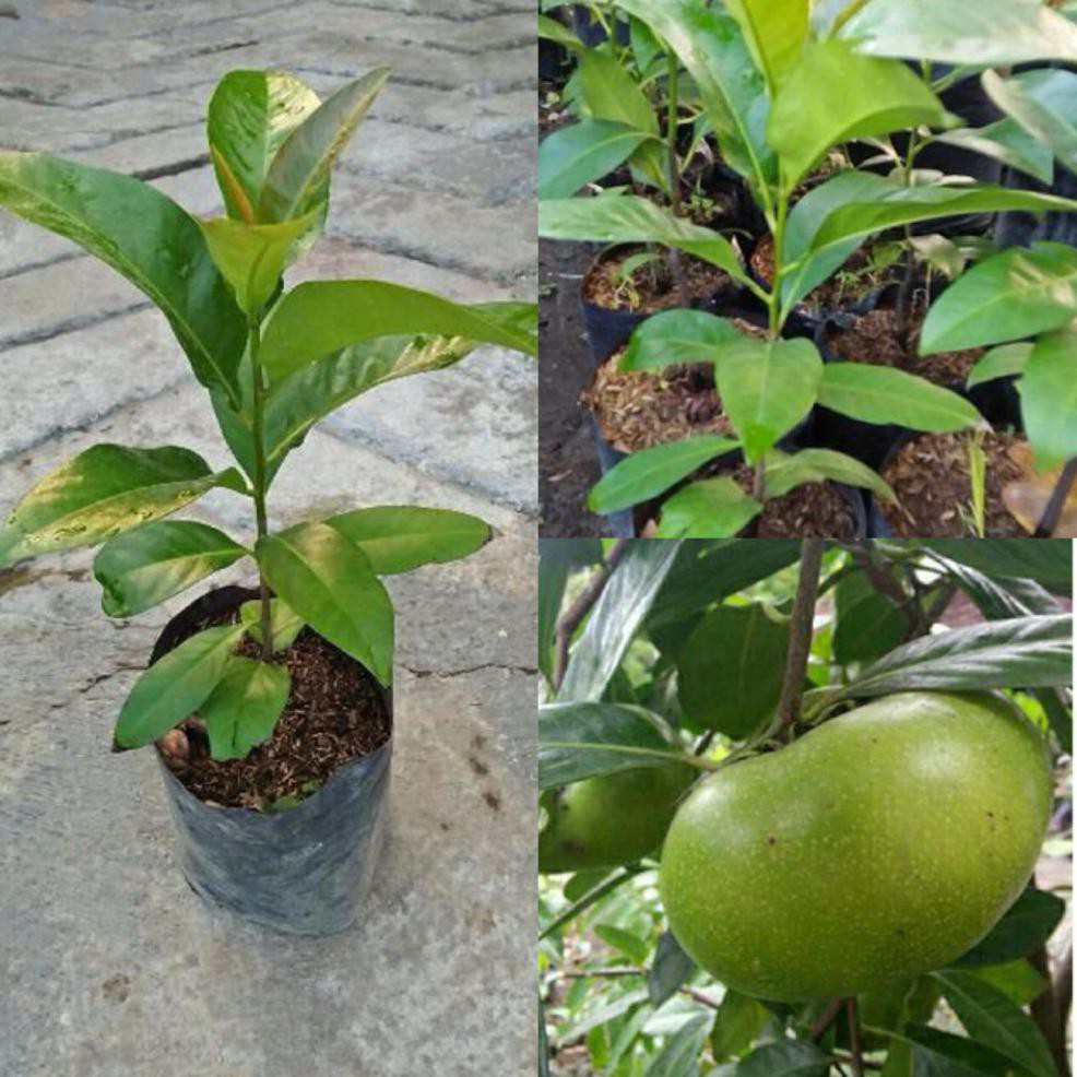 Bibit Buah Bibit Buah Black Sapote Jumbo Kd1