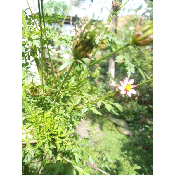 40 biji kenikir sayur benih kenikir sayur