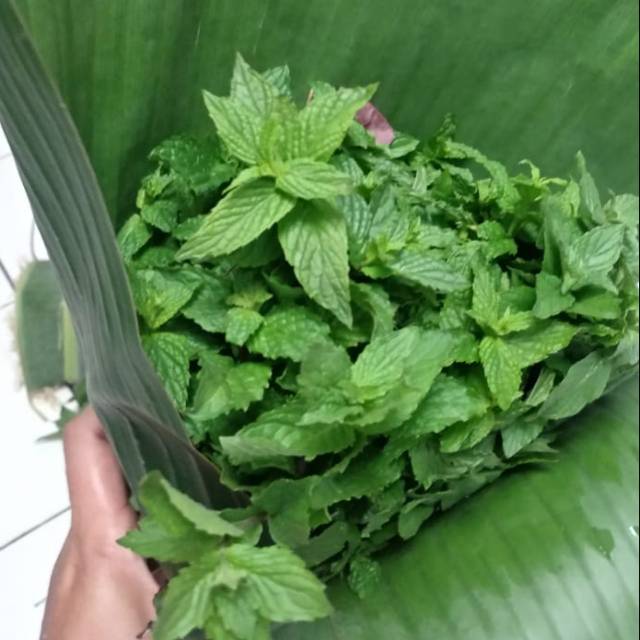 

Daun Mint 150g - Sayur Sehat Bogor