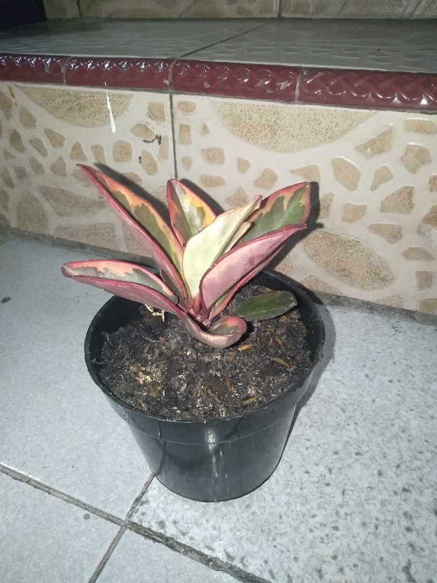 Tanaman Hias Peplan Merah/peperomia Clusiifolia Rainbow
