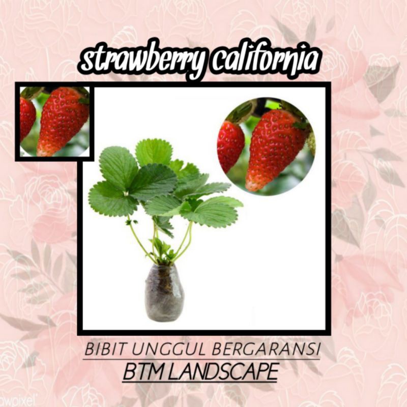 

BIBIT BUAH STRAWBERRY CALIFORNIA