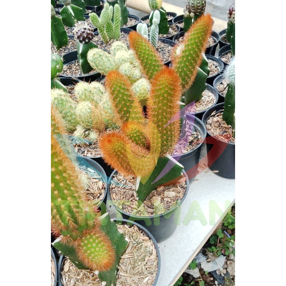 Kaktus Mammillaria Elongata Duri Merah