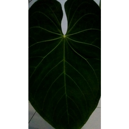 kuping gajah daun gedih/jumbo