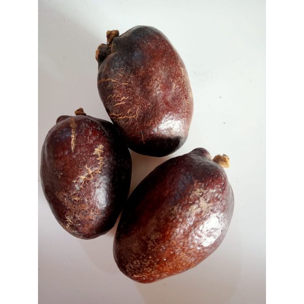 

buah zuriat madinah