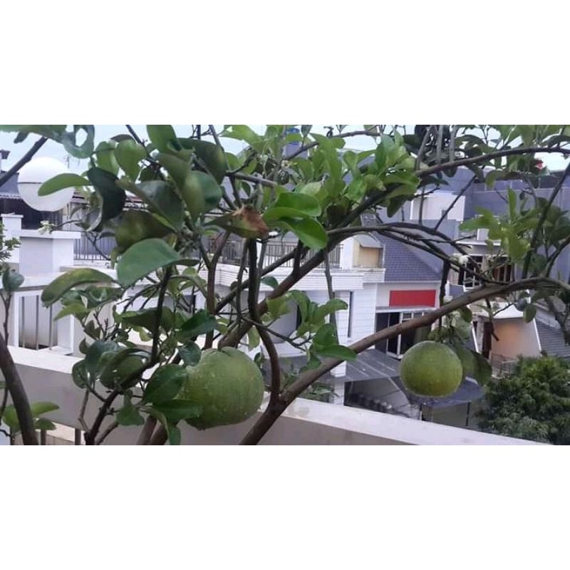 

jeruk bali mini segar 1kg murah