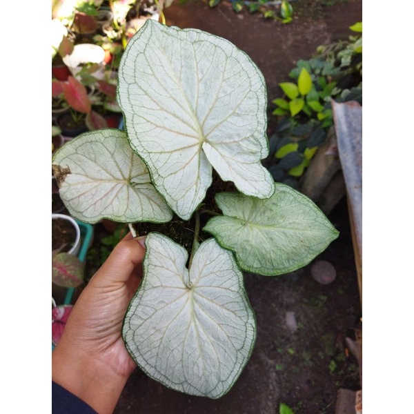 caladium white Jaguar daun ganda