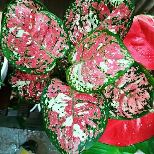 aglonema tricolor anakan