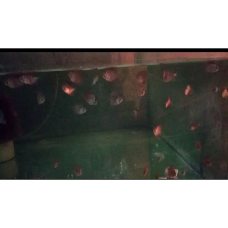 Anakan ikan discus ukuran 2cm up