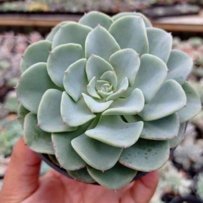 Sukulen Echeveria Imbricata Import Korea
