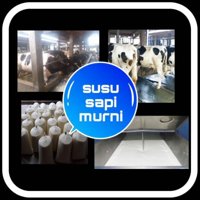 

Susu sapi murni original mentah