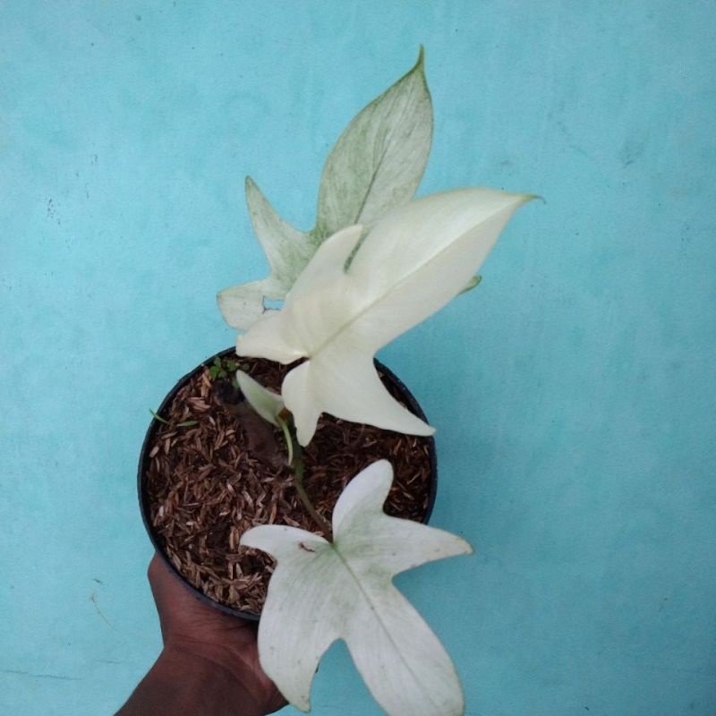 BIBIT BONGGOL Tanaman hias florida ghoest ( kuku Bima)