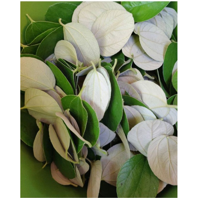 

daun Bidara segar petik setelah ada order