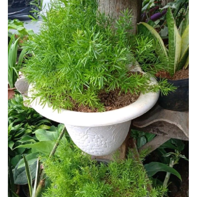 Tanaman hias pakis hias, pakis Doren...