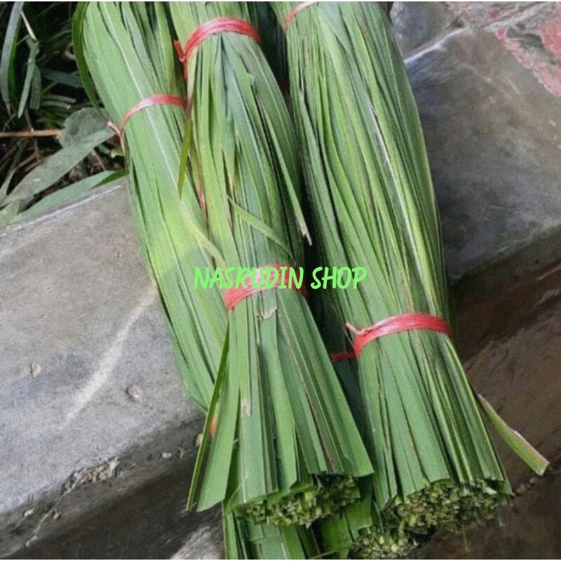 

DAUN ALANG ALANG SEGAR LANGSUNG PETIK / DAUN ILALANG
