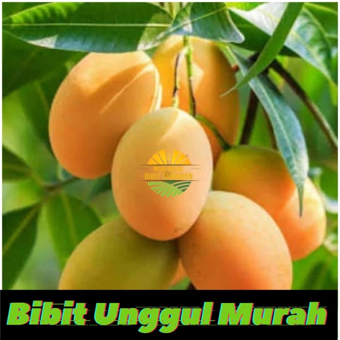 Bibit mangga madu afrika