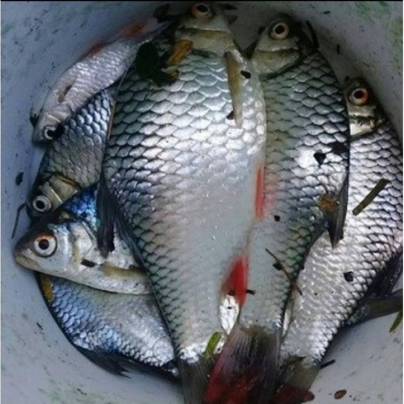 Ikan Tawes / Tengadak / Jelawat / Sanggang / Lampam / Bader / Puyau