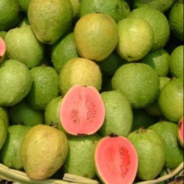 

Jambu biji di sebut mencegah corona. Dan obat DBD