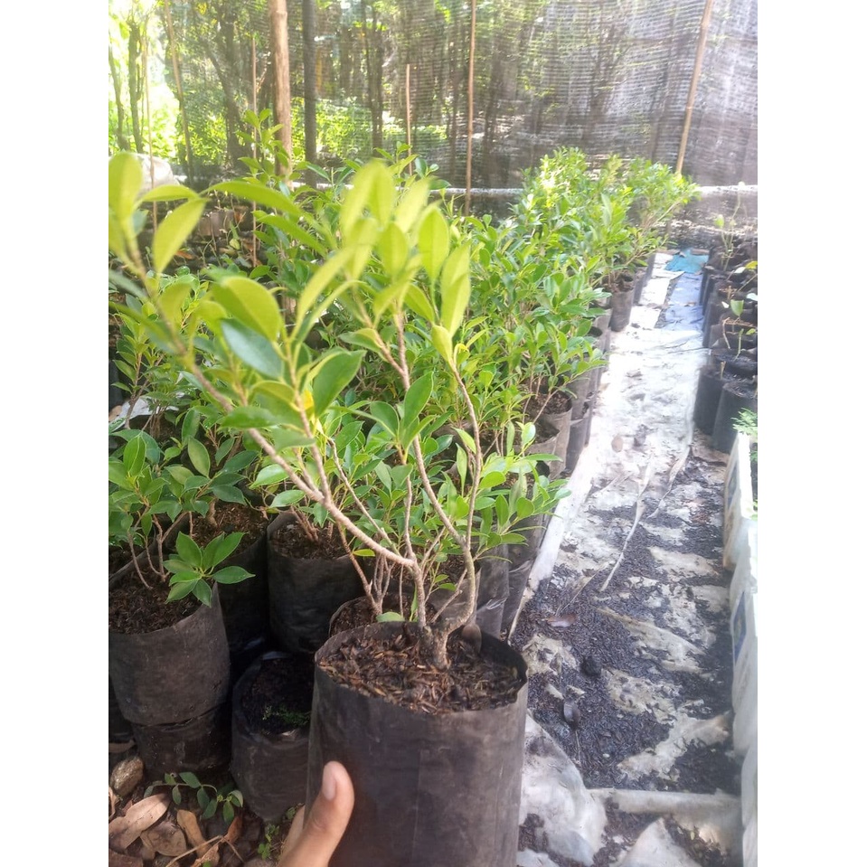 Kimeng hasil stek bibit beringin kimeng