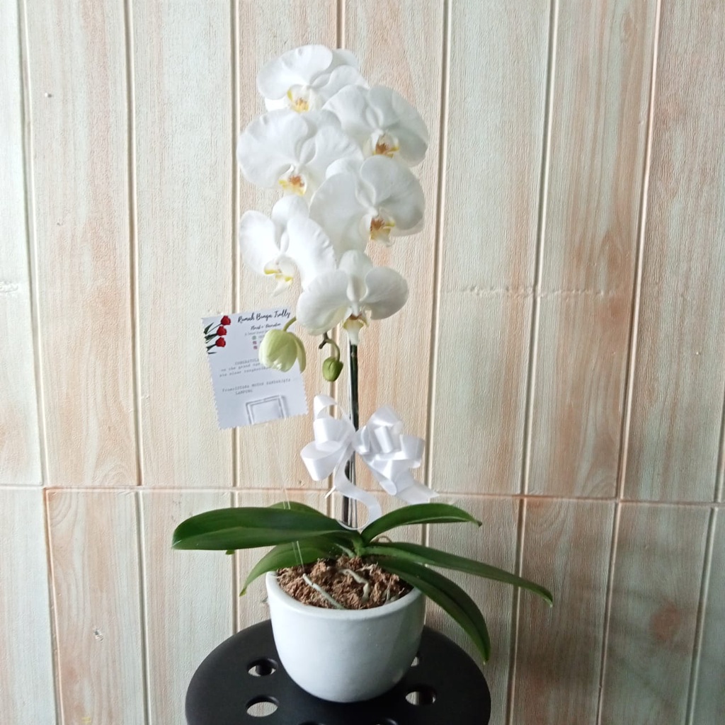 ANGGREK BULAN | ANGGREK HIDUP | ANGGREK BULAN MEKAR | ANGGREK POT