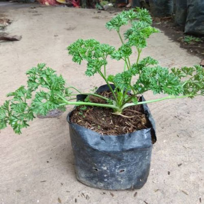 Tanaman peterseli - tanaman herbal petersle