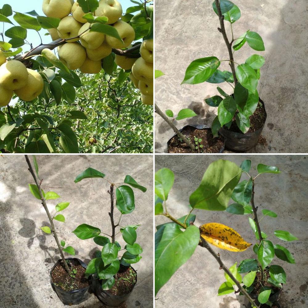 Bibit Tanaman Buah Pir Cangkok