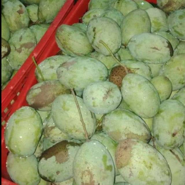 

Mangga muda, mengkal