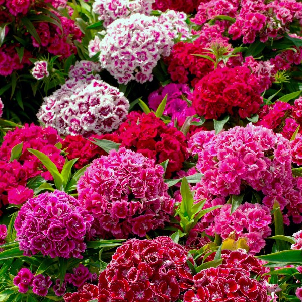 Benih Bibit Biji - Bunga Sweet William Monarch Mixed Color Dianthus Flower Seeds - IMPORT