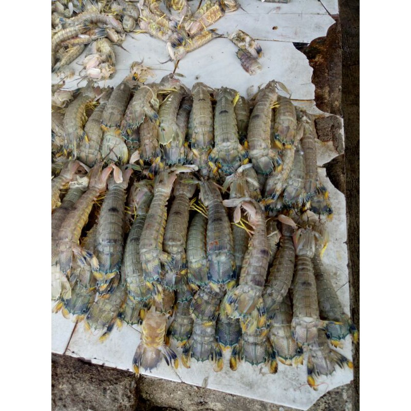 

Udang Ronggeng/Cakrek