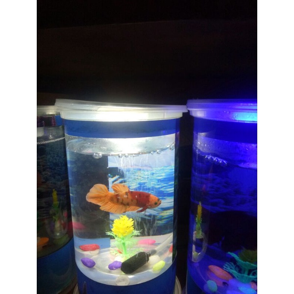 aquarium unik + ikan cupang