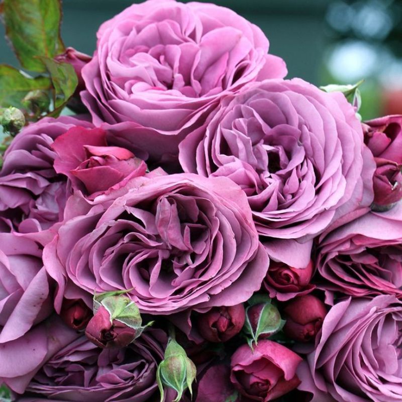 Mawar Import CLAUDE BRASSEUR-Mawar hidup-mawar ungu