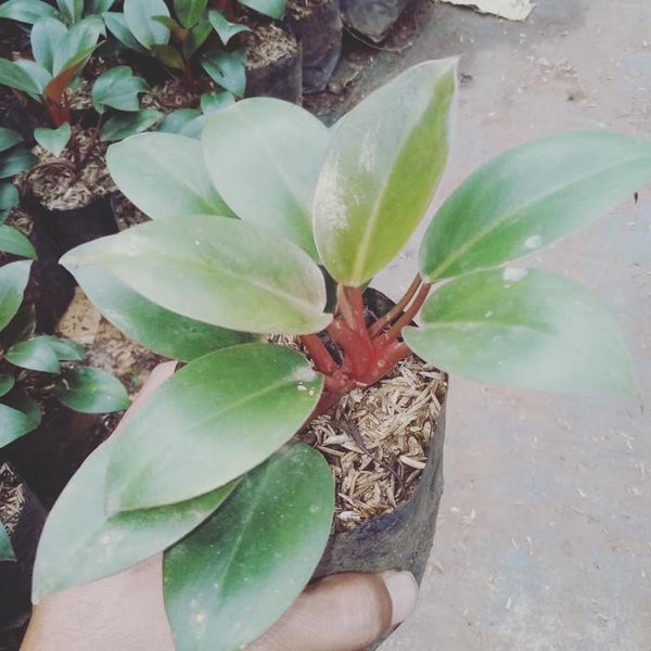 Tanaman Hias Philodendron Red Congo - Philodendrum Red Congo - Philo Red Congo - Philo