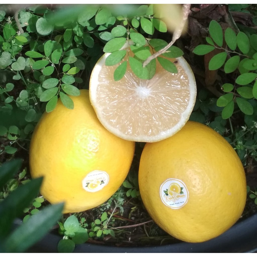 

JERUK LEMON CALIFORNIA 500 gram