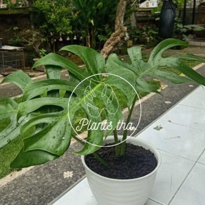 monstera borsigiana, monstera brazilian commonform, monstera deliciosa