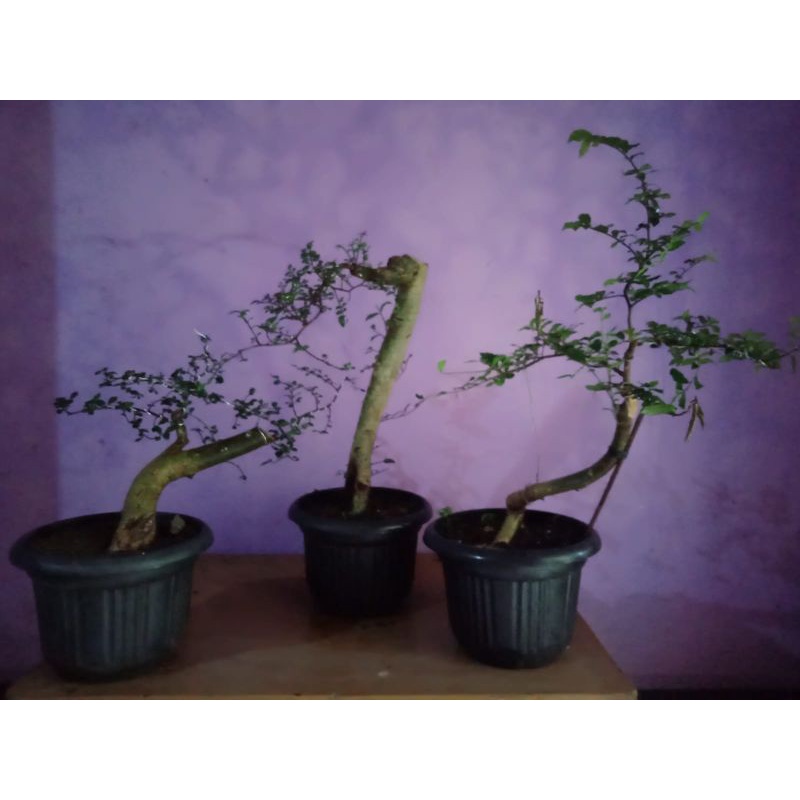 Bahan Bakalan Bonsai Serut Rawatan Medium dan large