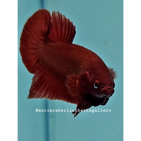 Ikan cupang plakat super red