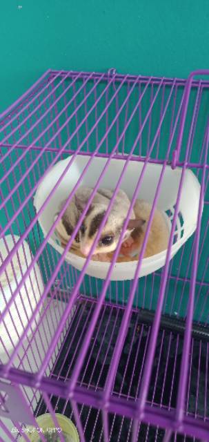 SUGAR GLIDER - BATOK PLASTIK SUGAR GLIDER