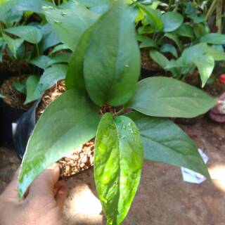  Tanaman  hias  herbal beby monstera evipremnum pinatum 