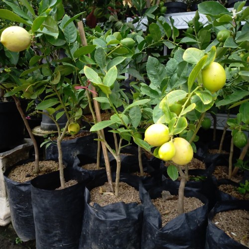 Bibit buah jeruk lemon tea california okulasi/cangkok ASLI cepat berbuah bibit tanaman unggul jeruk lemon california termurah pohon jeruk lemon california okulasi bibit jeruk lemon cangkok