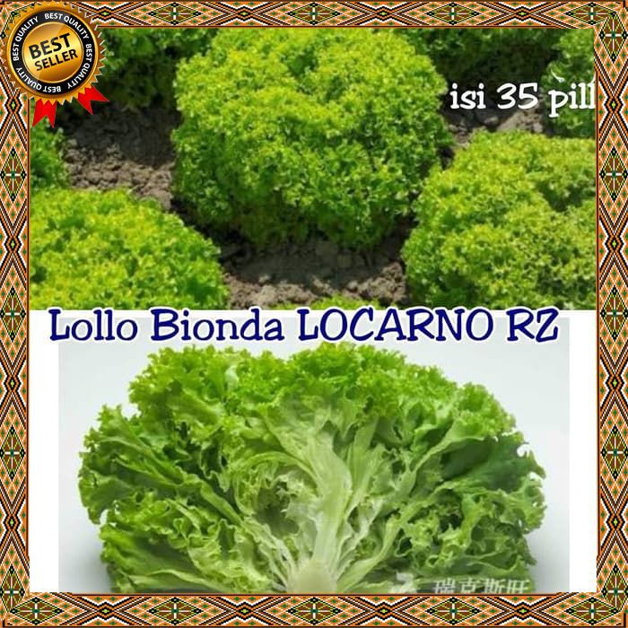 Benih biji Sayuran Selada lettuce LOLLO BIONDA LOCARNO RZ - Sayuran Selada - Repack BKK83