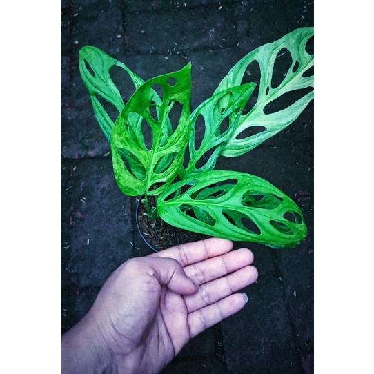 Janda Bolong Varigata Lokal / Monstera Andansoni Varigata Lokal