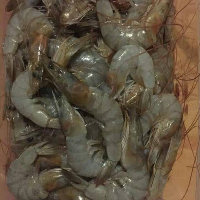 

Udang segar
