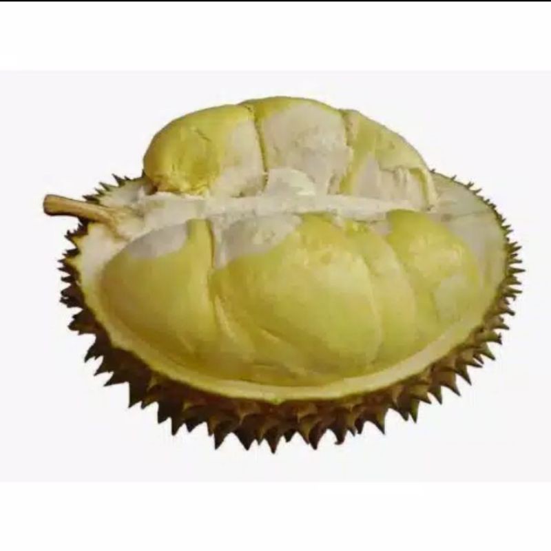 Bibit durian montong super unggol