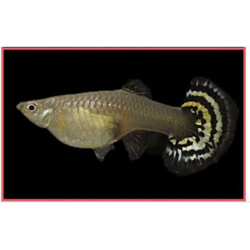 betina ikan Guppy dragon