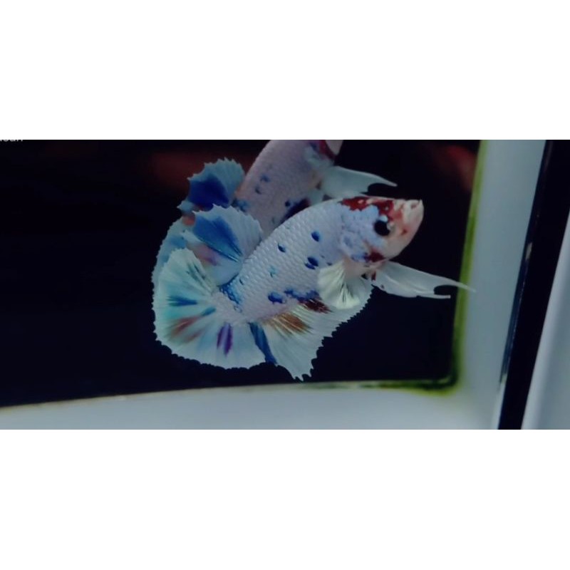 ikan cupang dumbo multycolor ORI100%