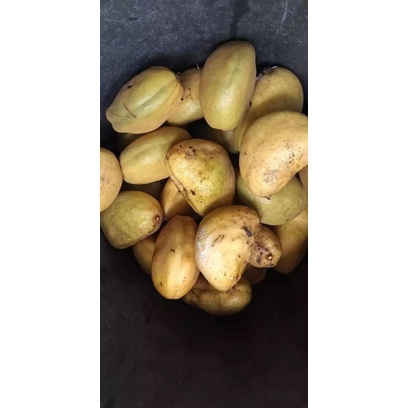 

Buah nam nam/pokih Satuan obat kanker