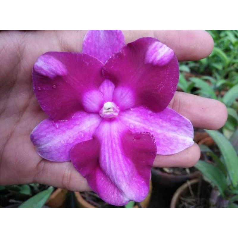 keiki Anggrek dendrobium king dragon galaxy