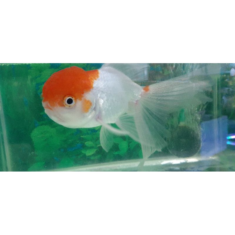 ikan koki oranda besar,kepala jambul tinggi