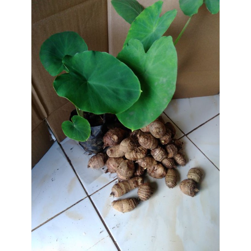 

Umbi Satoimo Jepang / umbi langka ½kg