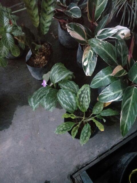 Tanaman Hias Calathea Merak/meranti Kencur